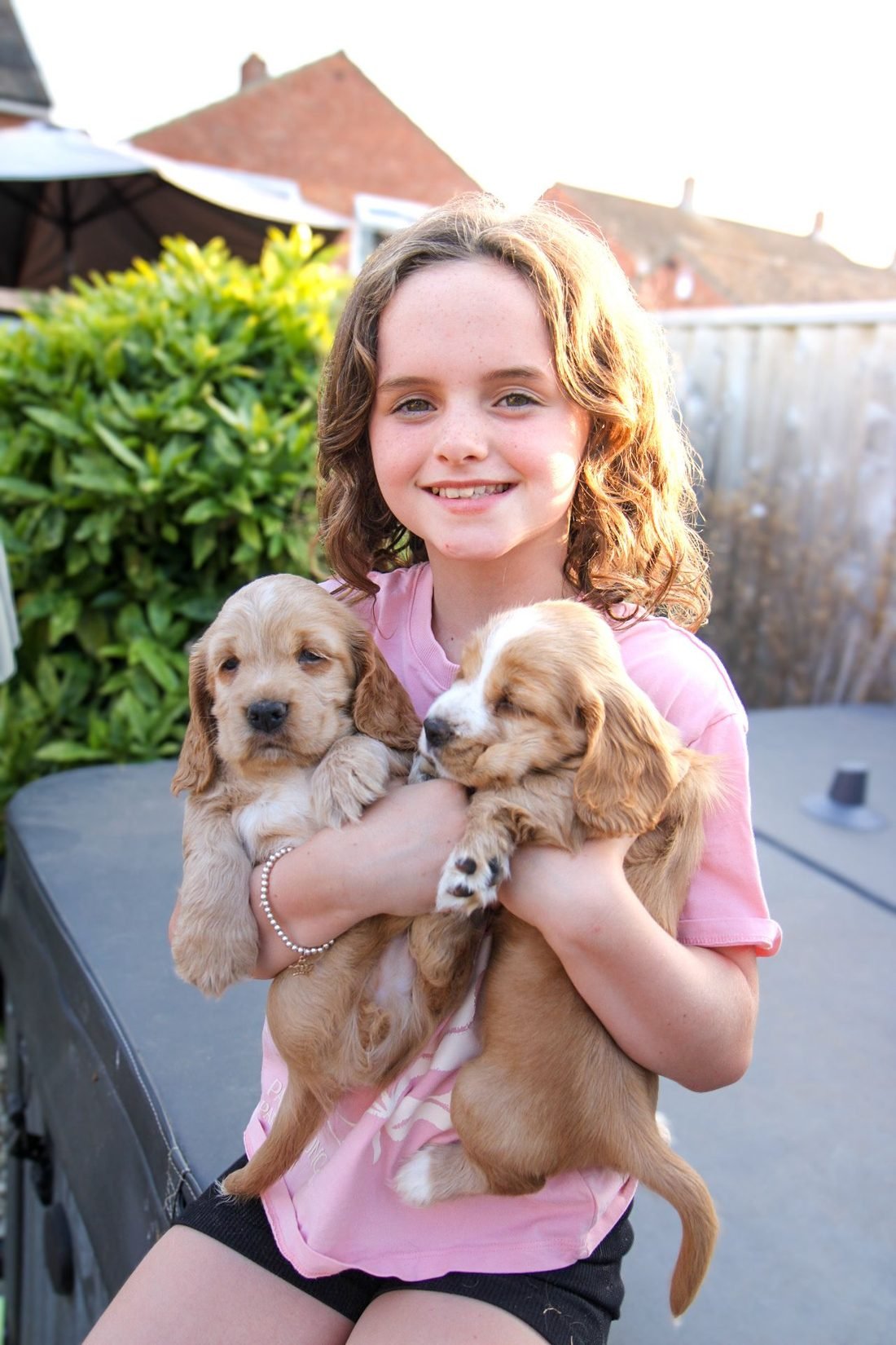 Girl in evening light holding two cocker spaniel puppies