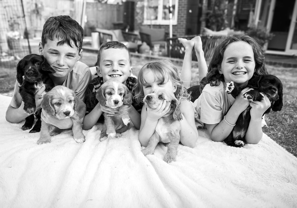 Four children on a blanket cuddling a litter of spaniel puppies, in black and white